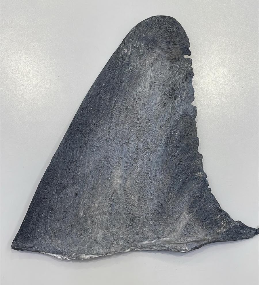 From Curiosity to Creation: My Journey Into 3D Printing for Wildlife Forensics