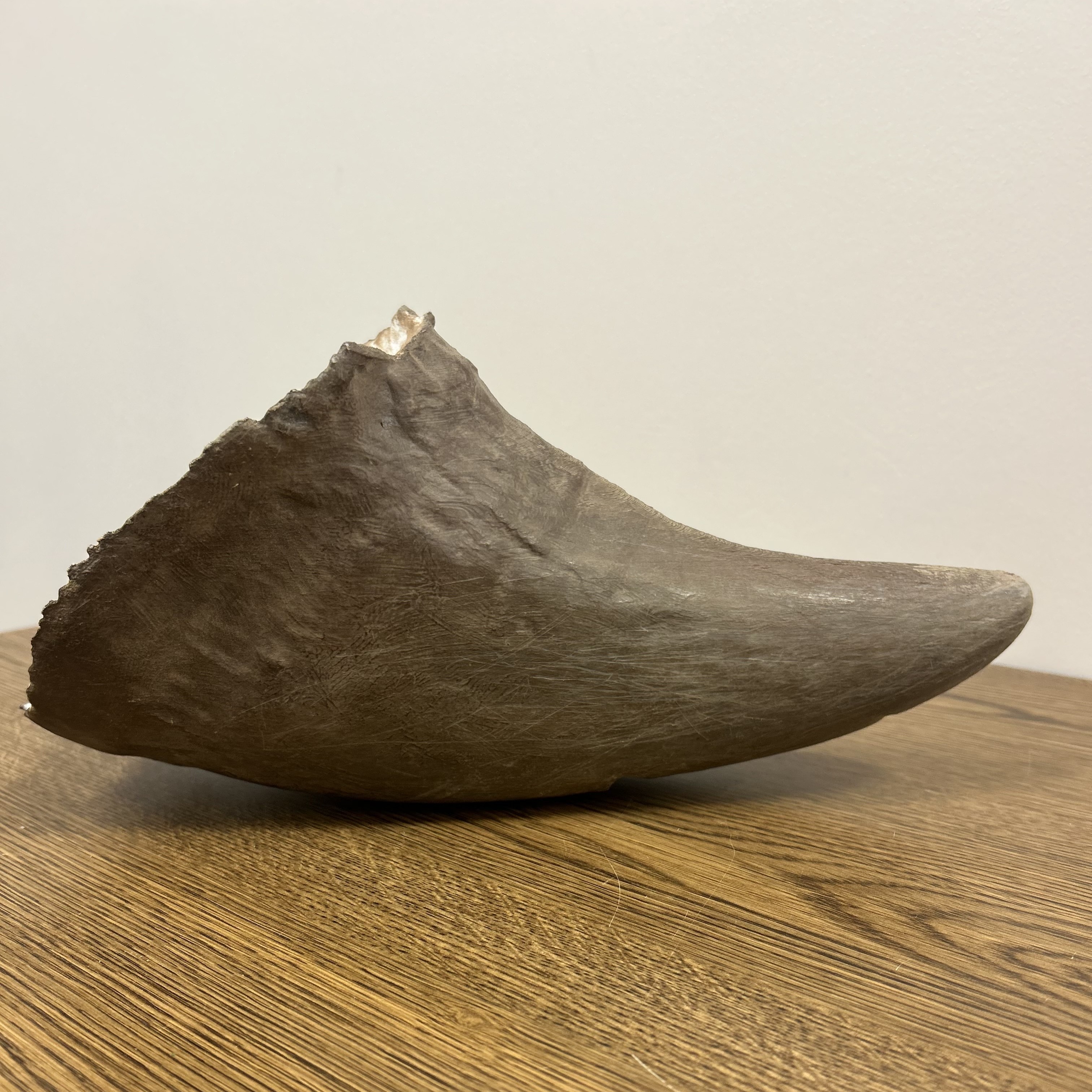 From Curiosity to Creation, Part 3: Building a Wildlife Forensics Collection with Open Data and AI